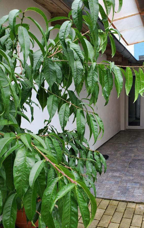 Apartman Stary Liskovec Μπρνο Εξωτερικό φωτογραφία